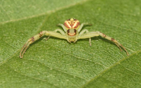 Araña cangrejo