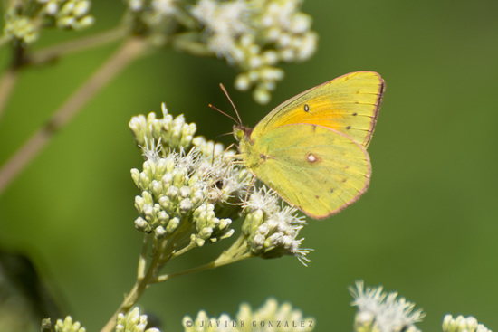 Lesbia sulphur