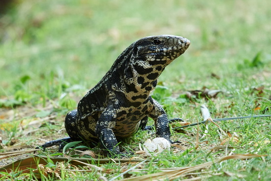 Lagarto overo