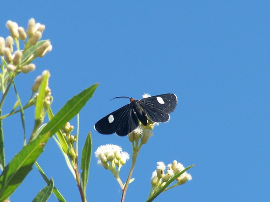 Polilla geómetra