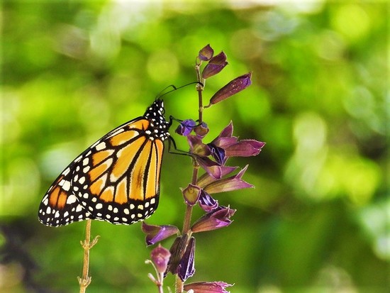 Southern Monarch