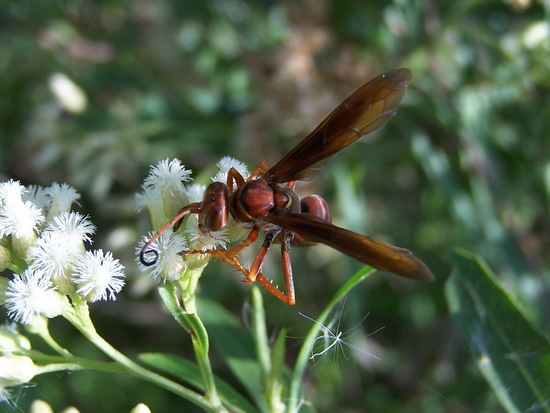 Avispa cazadora de arañas
