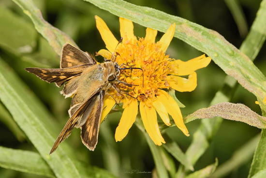 Saltarina amarilla
