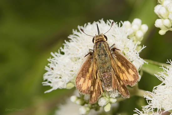 Saltarina amarilla