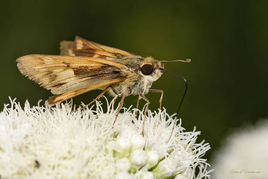 Saltarina amarilla
