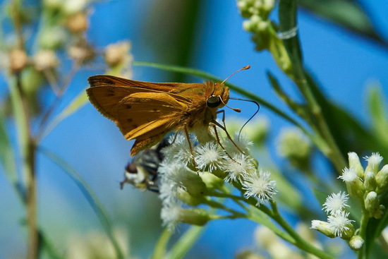 Saltarina amarilla