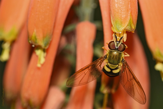 Mosca cernícalo