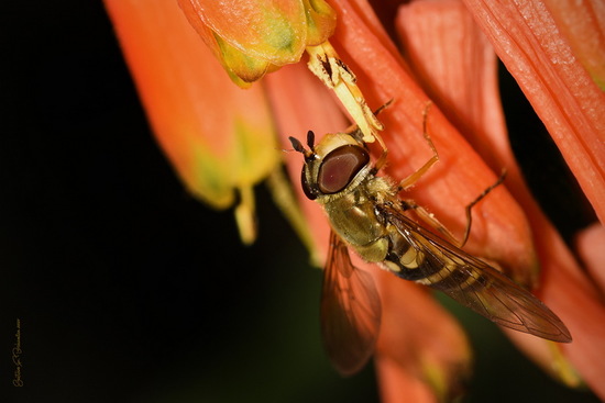 Mosca cernícalo
