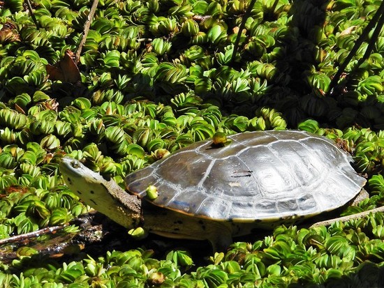 Tortuga de laguna