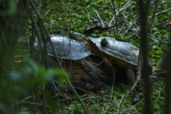 Tortuga de laguna