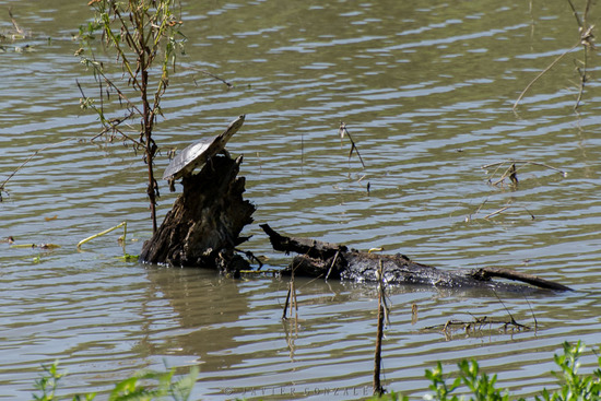 Tortuga de laguna