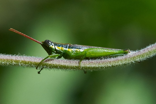 Tucura