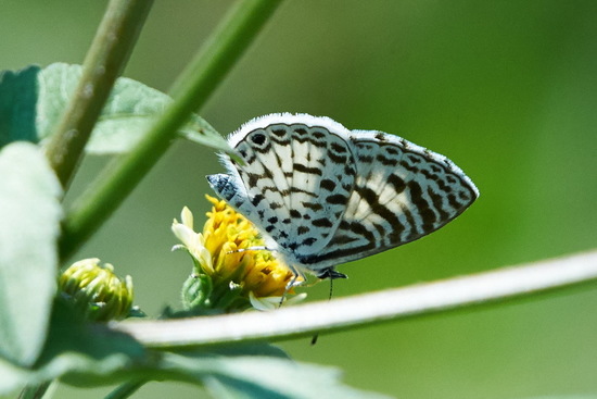 Yuyera