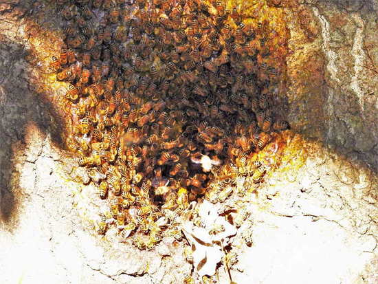 Abeja europea