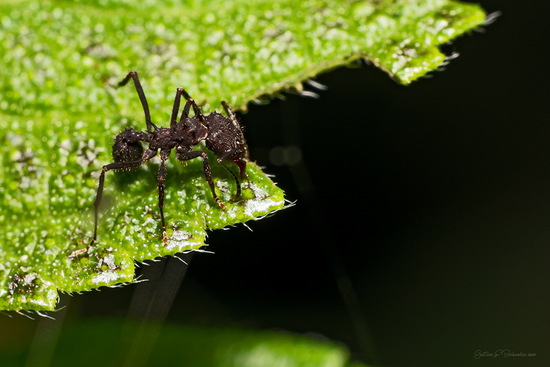 Hormiga cortadora de hojas