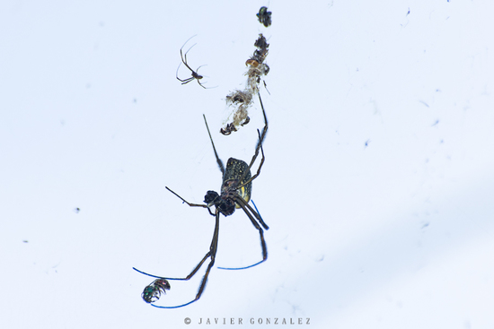Araña de seda de oro