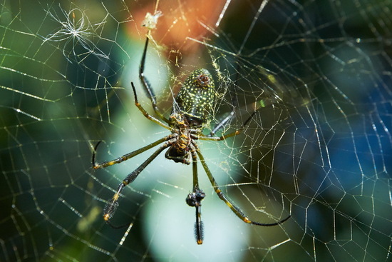 Araña de seda de oro