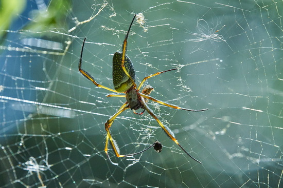 Araña de seda de oro
