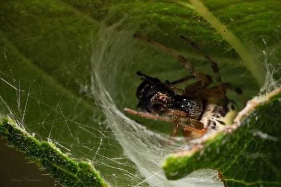 Araña tejedora