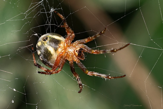 Araña tejedora