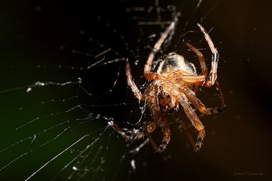 Araña tejedora