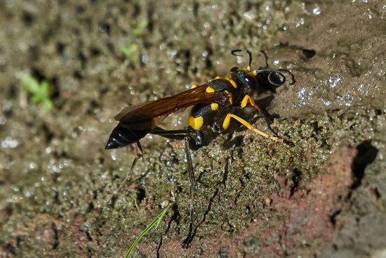 Avispa alfarera