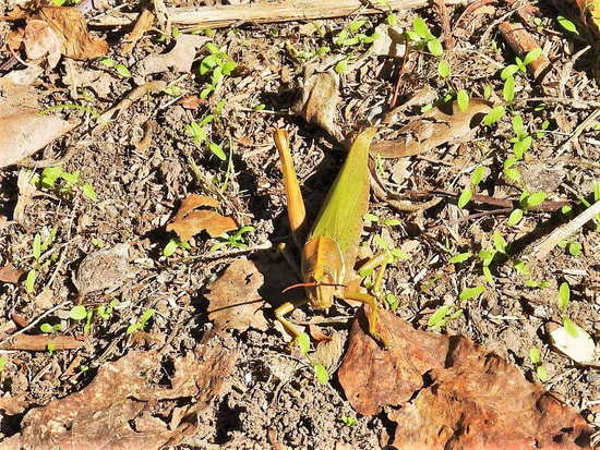 Tucura de patas espinosas