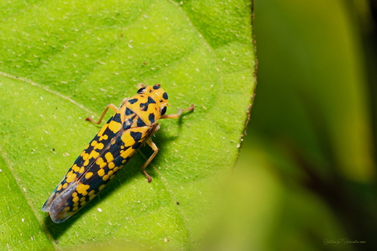 Cotorrita