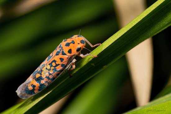 Cotorrita