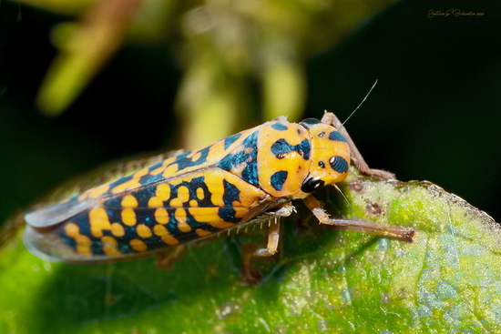 Cotorrita