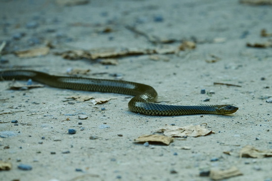 Culebra parda