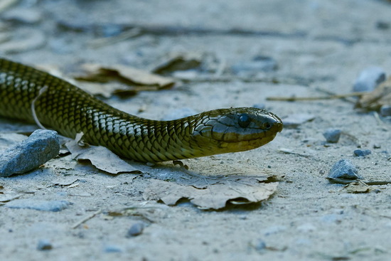 Culebra parda