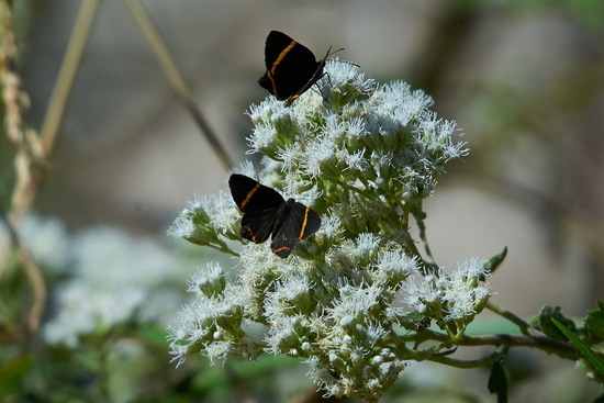 Lyssipoides metalmark