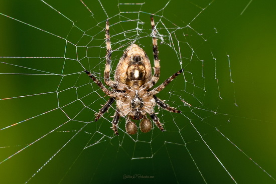 Araña tejedora