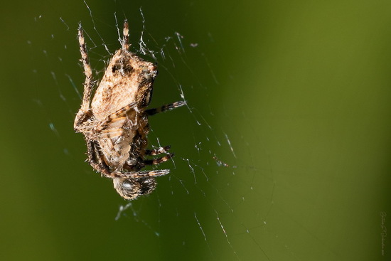Araña tejedora