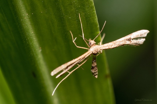 Polilla pluma