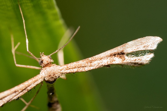 Polilla pluma