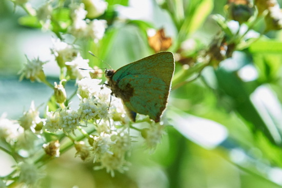 Frotadora esmeralda coluda