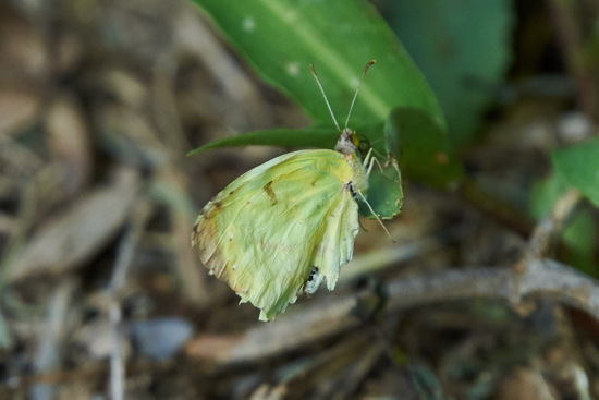 Limoncito común 