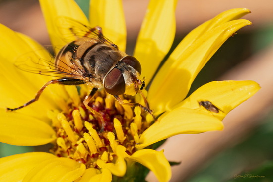 Mosca de las flores