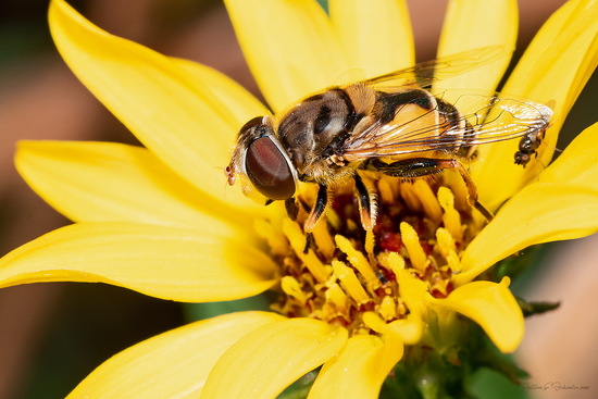 Mosca de las flores