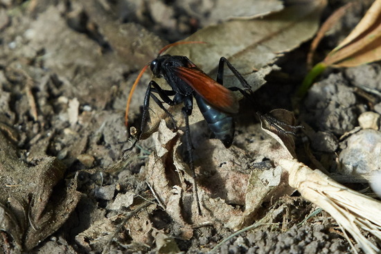 Avispa cazadora de arañas