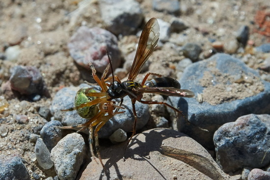 Avispa cazadora de arañas