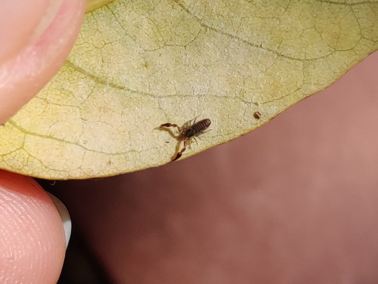 Pseudoescorpión