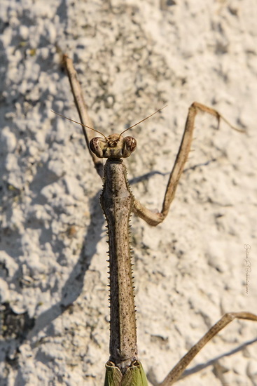 Mantis