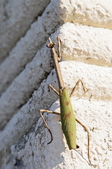 Mantis