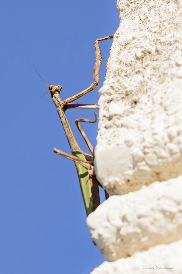 Mantis
