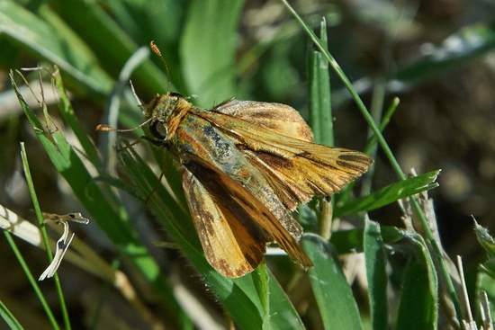 Saltarina amarilla