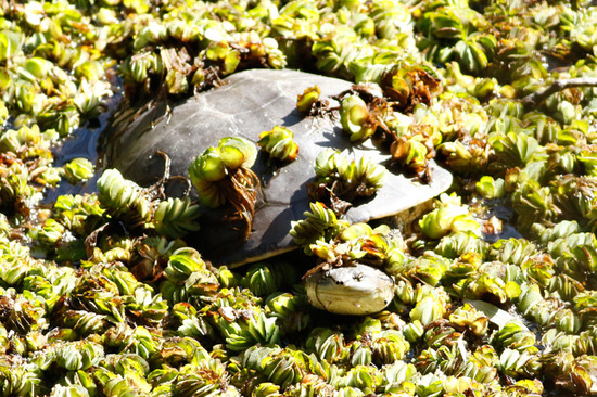 Tortuga de laguna