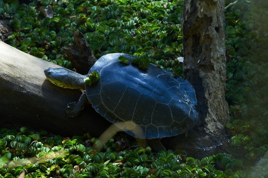 Tortuga de laguna